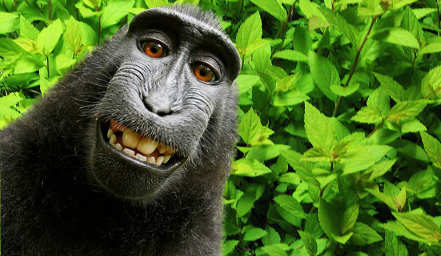 Monkey-selfie