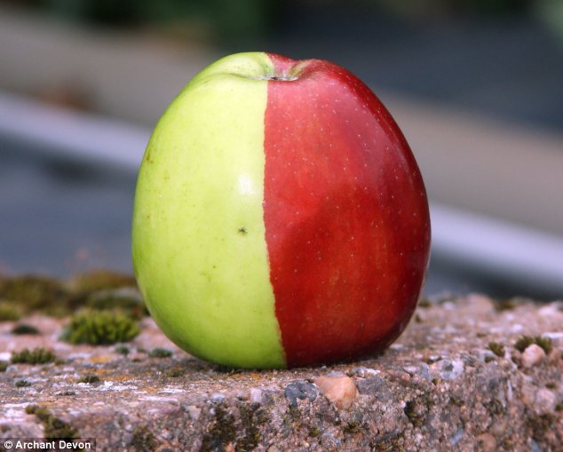 bi-colored-apple