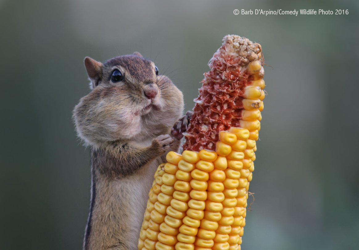 squirrel-eating-corn-wildlife-photography-awards